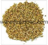 Coriander Splits